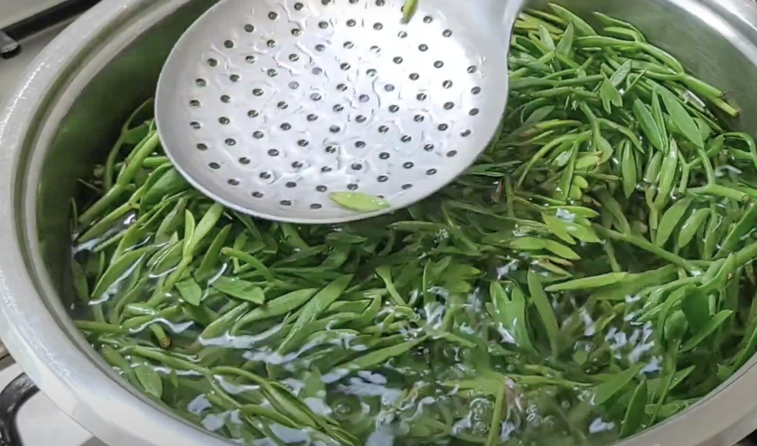 Kaya Koruğu